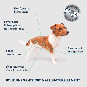 Croquettes Chien Adulte de Petite Taille - Marly & Dan