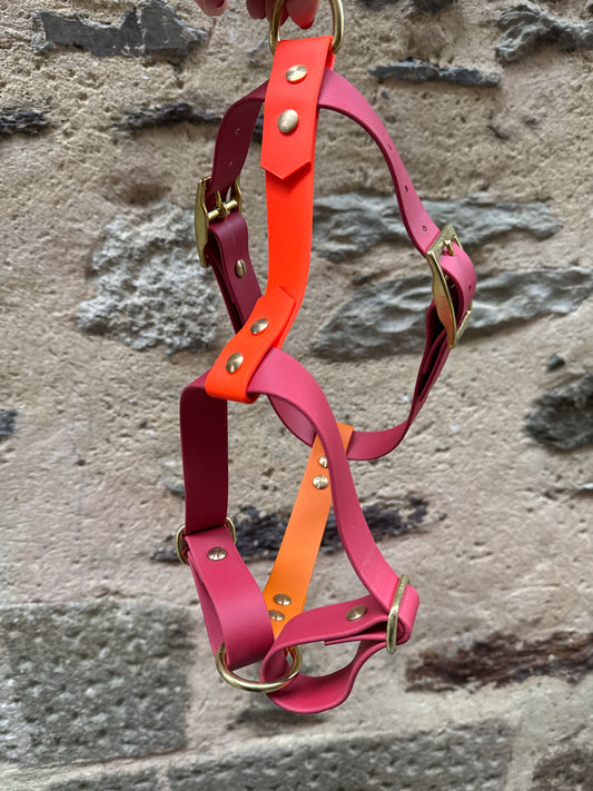 Harnais en Biothane - Automne 24