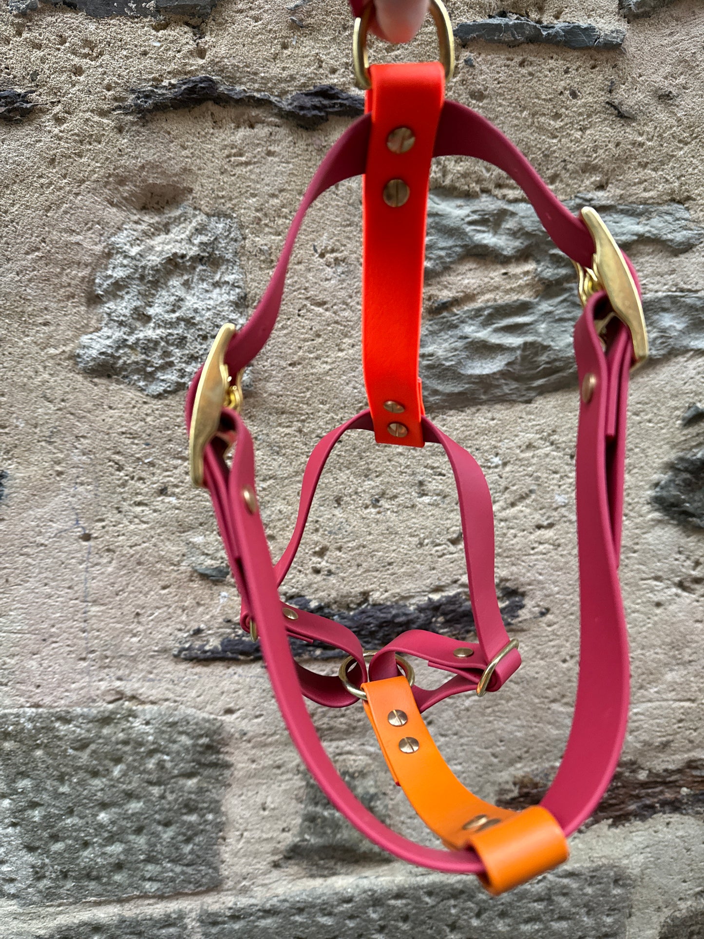 Harnais en Biothane - Automne 24