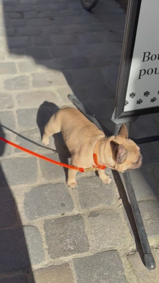 Collier Duo en Biothane🍁