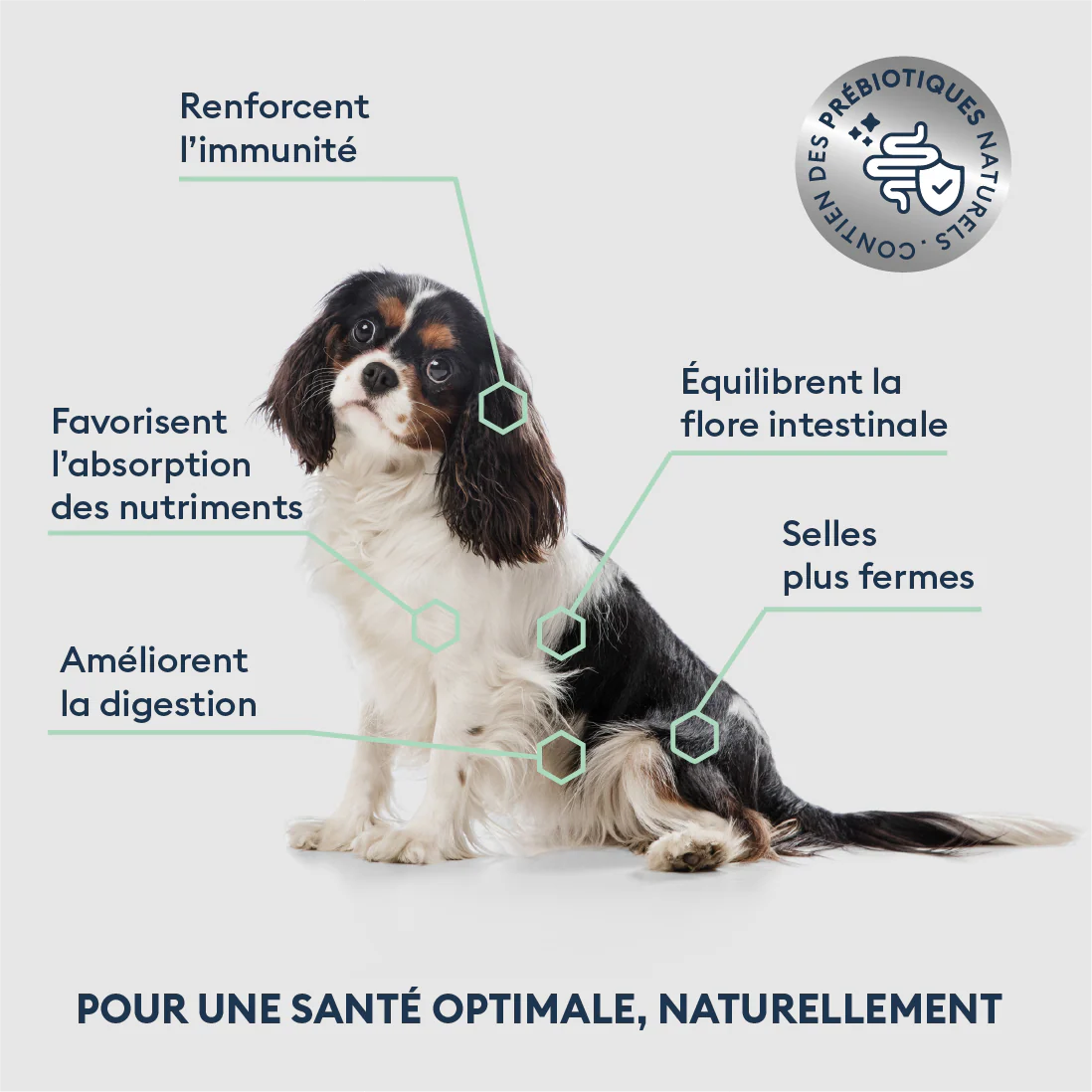 Croquettes Chien Senior de petite Taille - Marly & Dan